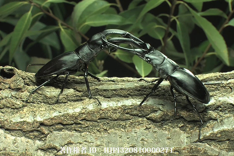 マンディブラリスフタマタクワガタvsギラファノコギリクワガタ