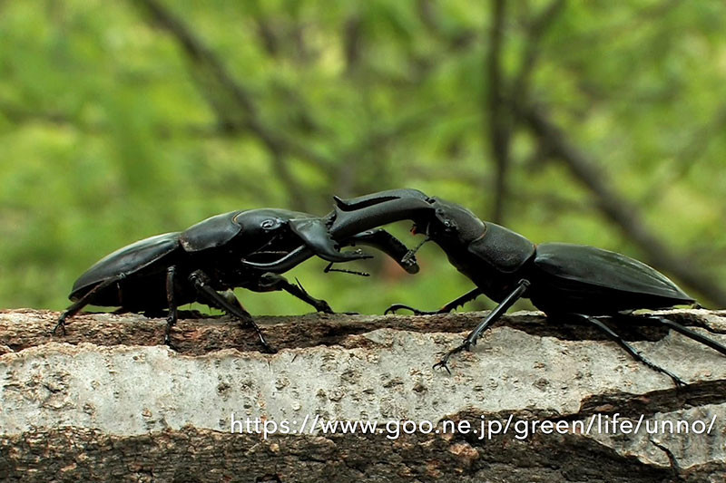 マンディブラリスフタマタクワガタvsダイオウヒラタクワガタ