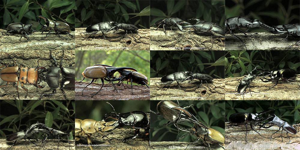 カブトクワガタの闘い総集編