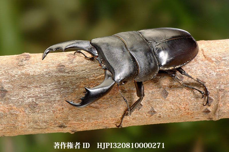 フイリッピンのオオヒラタクワガタ