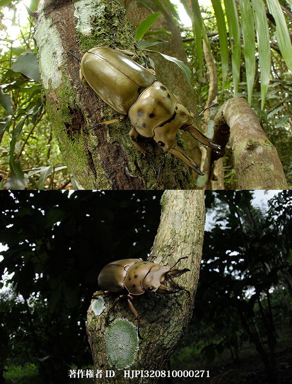 スマトラとマレー半島のモーレンカンプオオゴンオニクワガタ