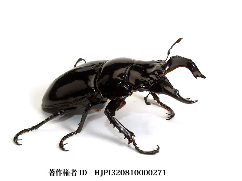 タランドゥスクロツヤクワガタ