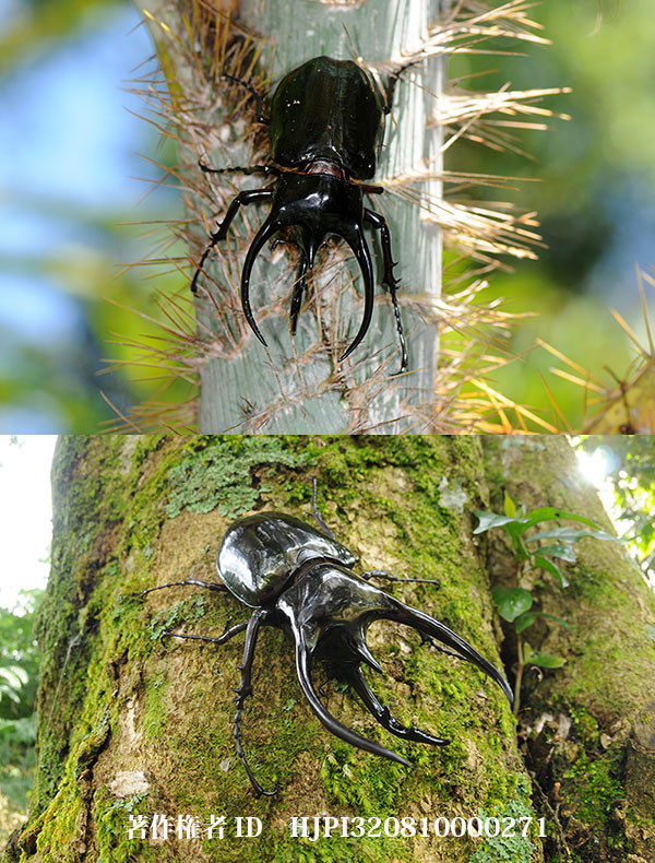 ジャワコーカサス