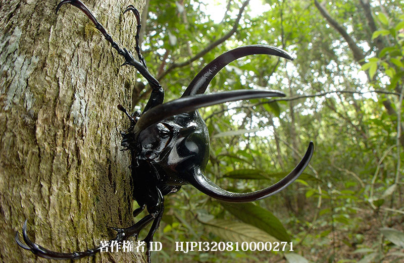 マレーコーカサス