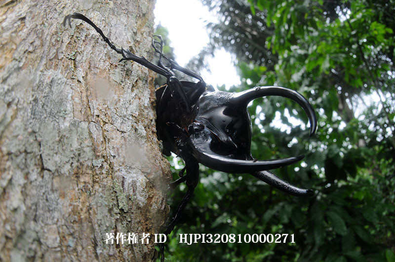 スマトラコーカサス