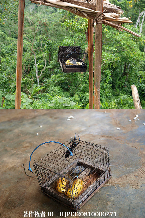 マンディブラリスフタマタクワガタの捕り方