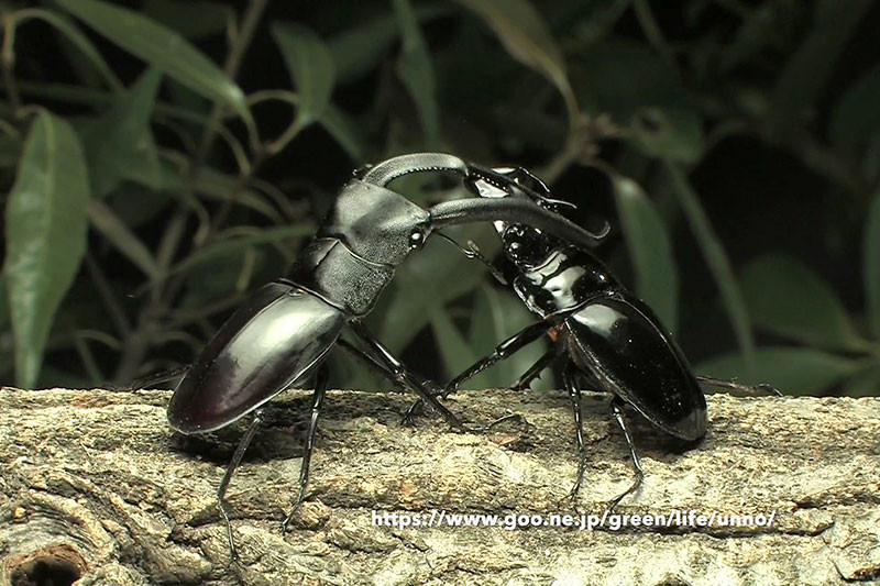 タランドゥスクロツヤクワガタvsマンディブラリスフタマタクワガタ