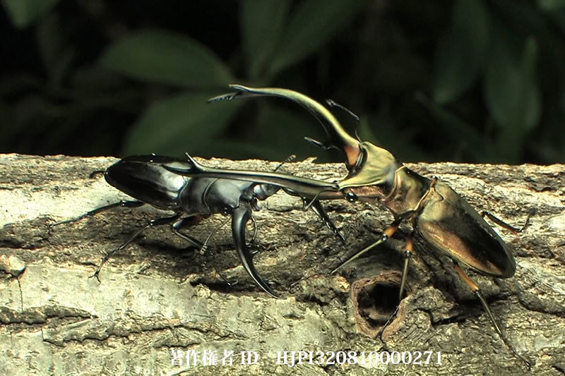 アマミノコギリクワガタvsエラフスホソアカクワガタ
