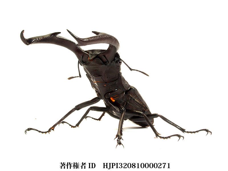 マンディブラリスフタマタクワガタ
