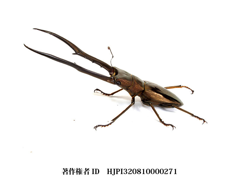 メタリフェルホソアカクワガタ