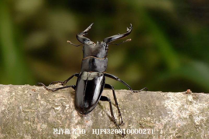 アマミノコギリクワガタ