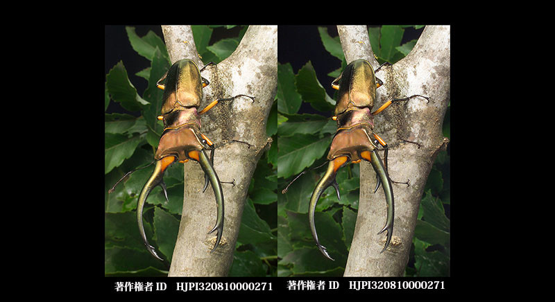 クワガタ3D写真