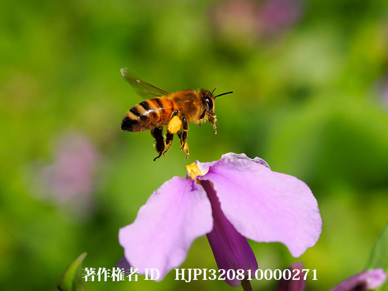 新発売OM-1のスローモーション動画