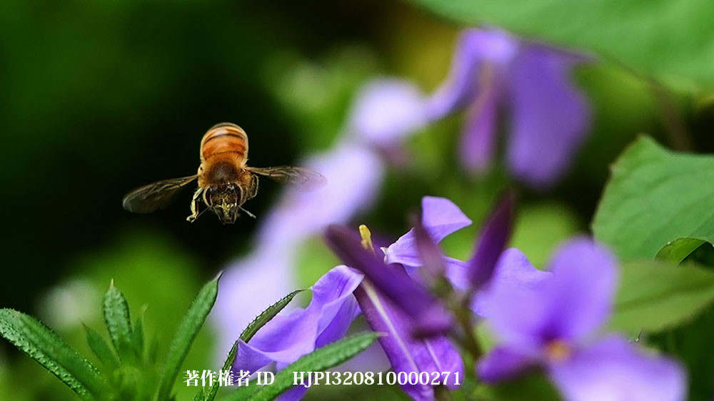 GH6の秒300コマのハイスピード