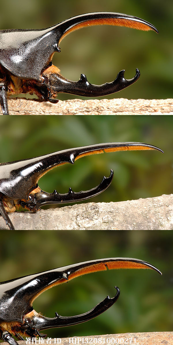 ヘラクレスオオカブト3亜種