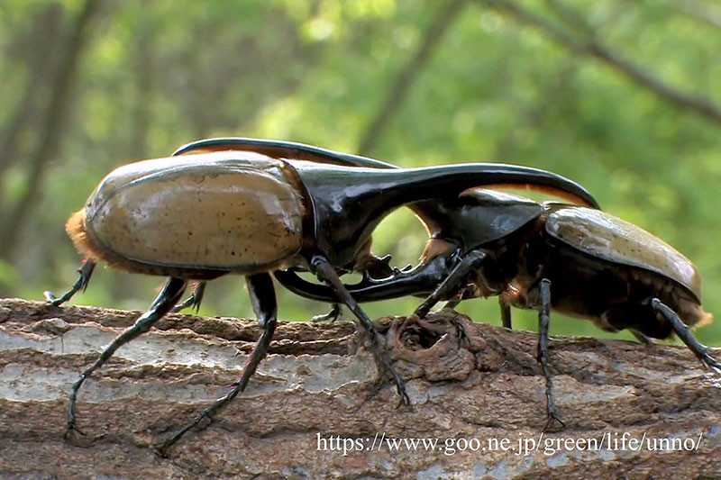 ヘラクレスオオカブトの闘い