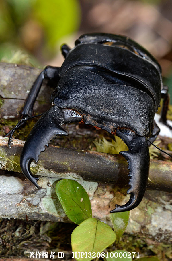 マレーオオヒラタ