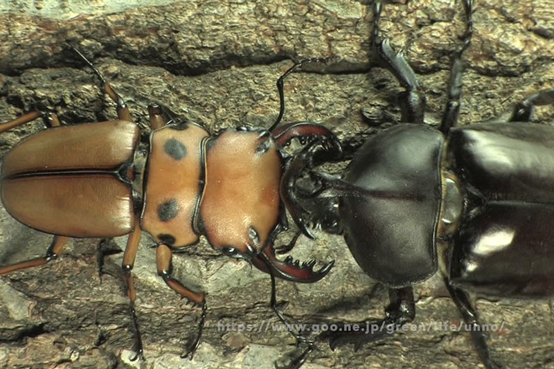 カブトムシとメンガタクワガタの闘い