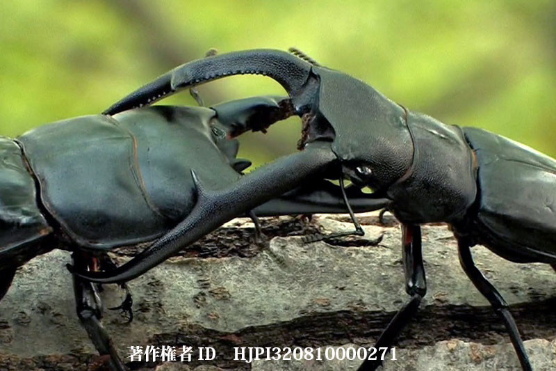 マンディブラリスフタマタクワガタvsアルキデスヒラタ