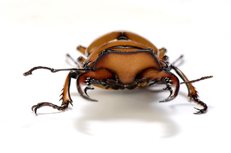 メンガタクワガタ