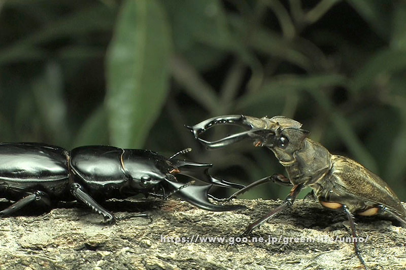ミヤマクワガタvsアンタエウスオオクワガタ