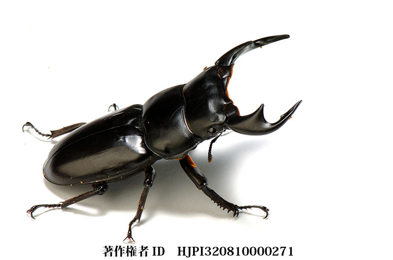 アンタエウスオオクワガタ
