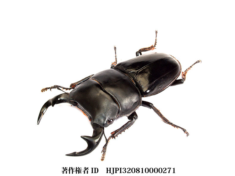 グランディスオオクワガタ