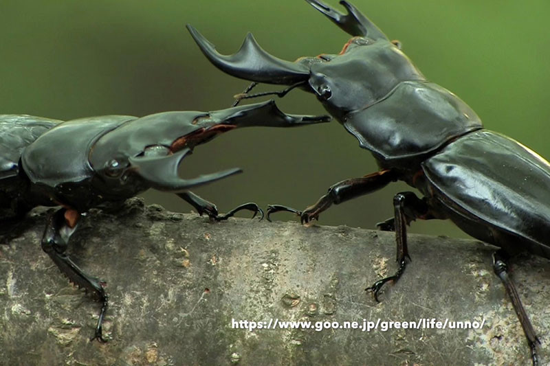 グランディスオオクワガタvsアンタエウスオオクワガタ