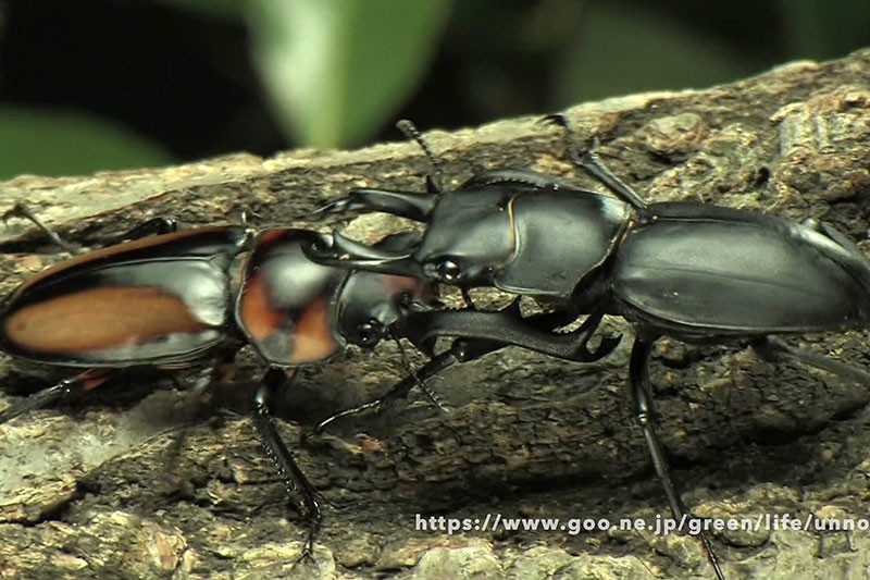 ヒメオオクワガタvsスペキオススシカクワガタ