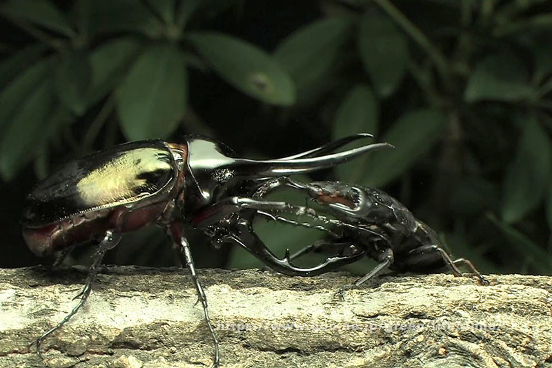 ダイオウヒラタクワガタvsコーカサスオオカブト