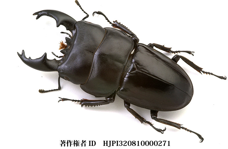 アルキデスヒラタクワガタ
