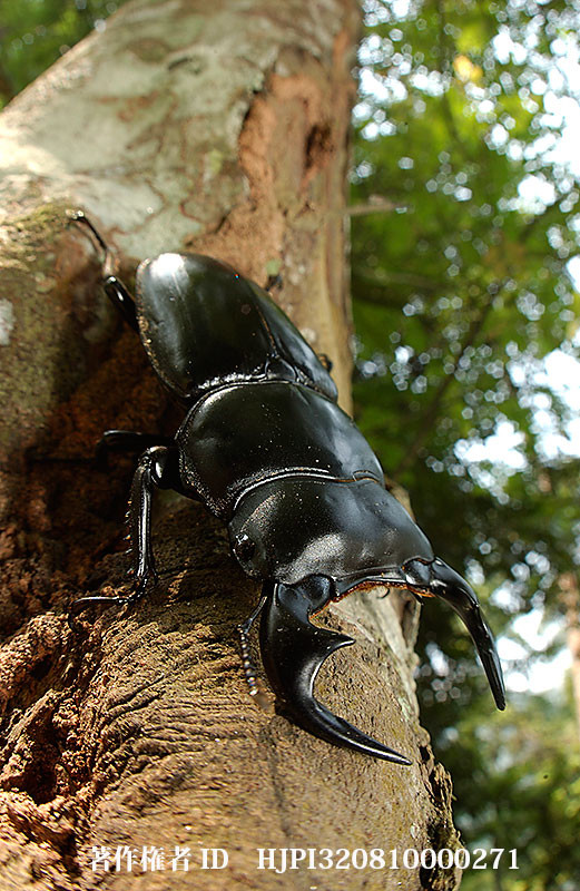 マレーシアのアンタエウスオオクワガタ