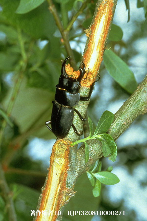 ヒメオオクワガタ