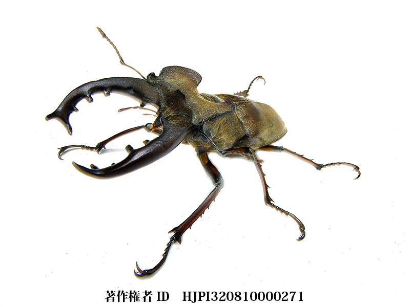 ミヤマクワガタ