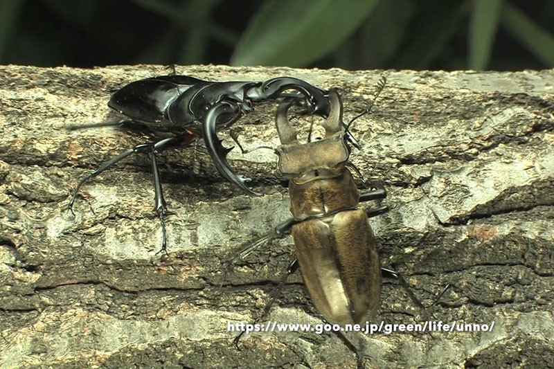 セリケウスミヤマクワガタ vsアマミノコギリ