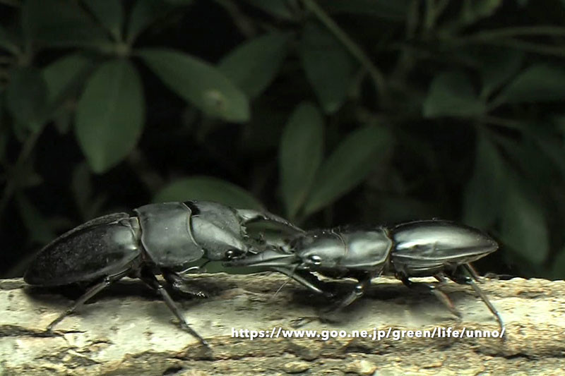 パラワンオオヒラタvsスマトラオオヒラタ