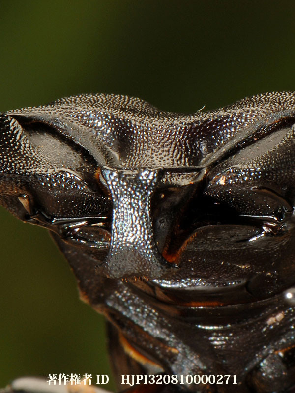 リノケロスフタマタクワガタ