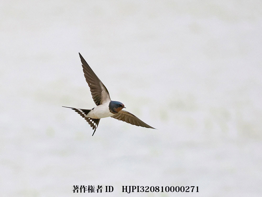 初めてOM-1の鳥認識AFを使ってみた