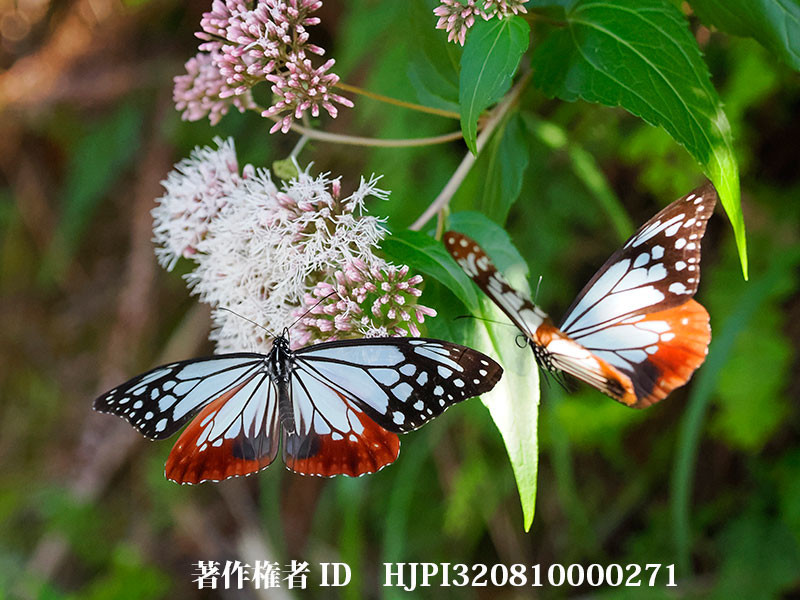 石垣島のアサギマダラ