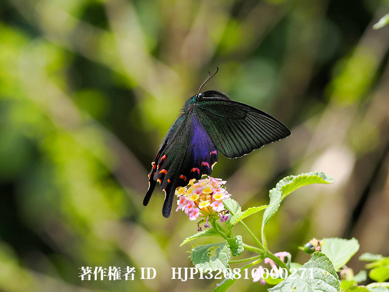 ヤエヤマカラスアゲハ