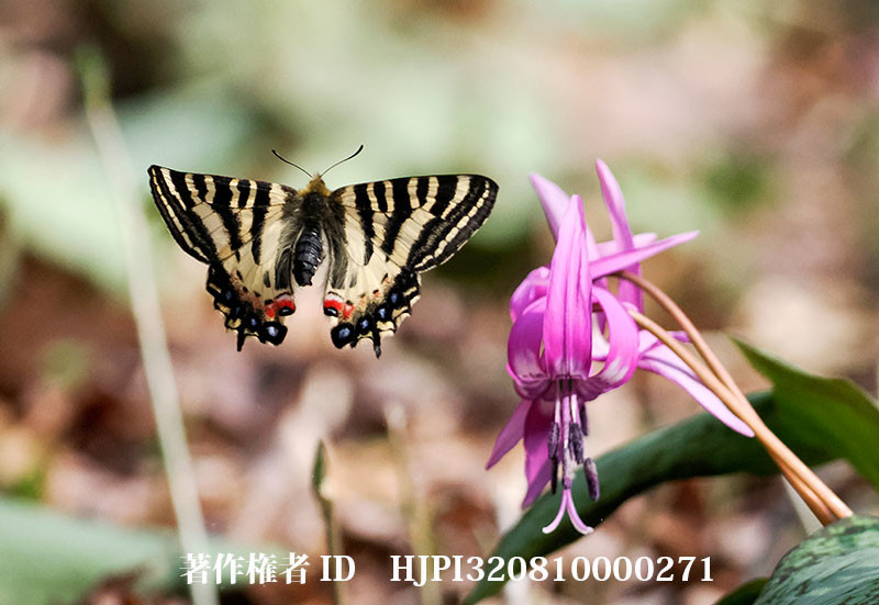 今年のヒメギフチョウ