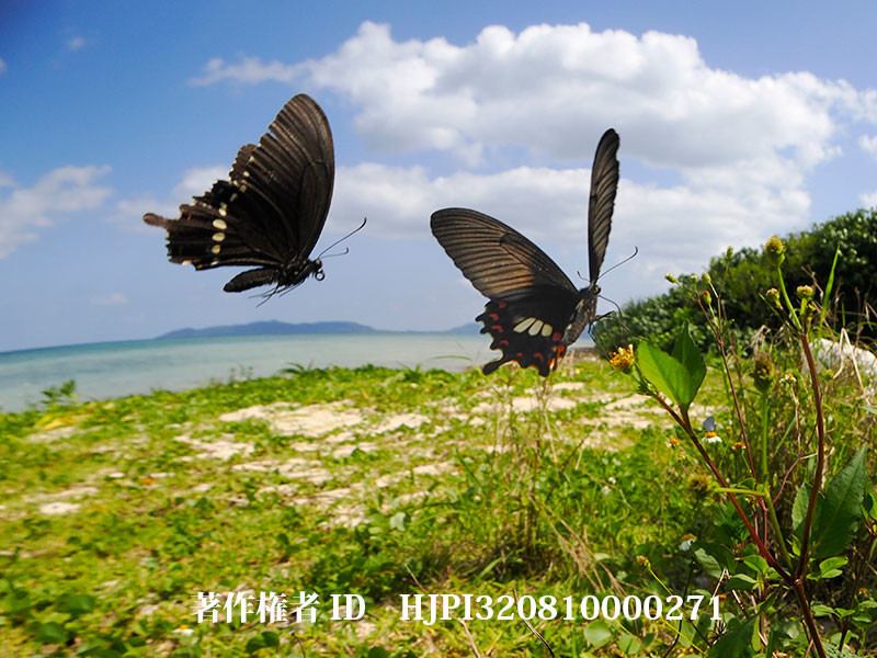 シロオビアゲハの紅紋型