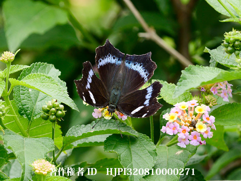 竹富島のルリタテハのメス