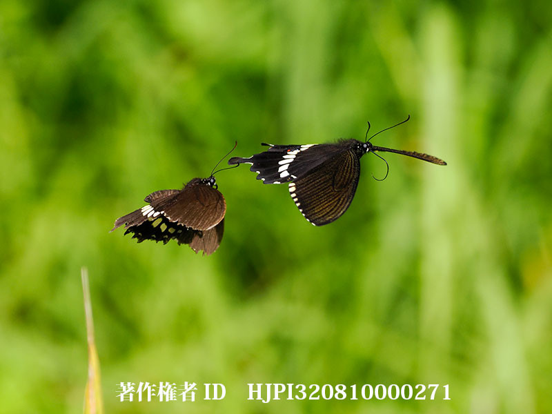 シロオビアゲハをOM-1で撮る