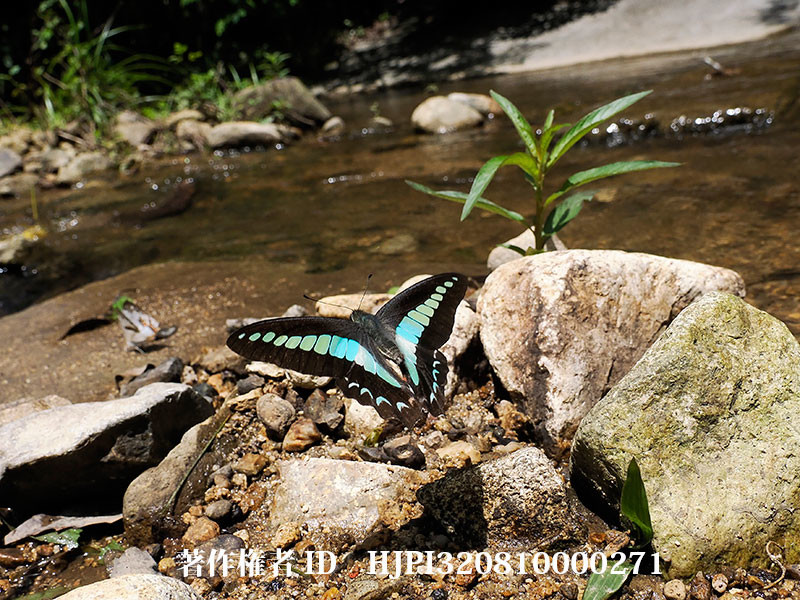 アオスジアゲハの吸水