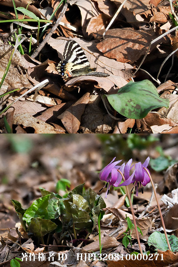 庭に現れたヒメギフチョウ