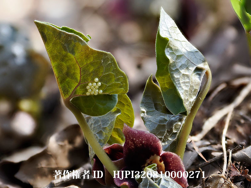 庭でヒメギフチョウが卵を産んだ