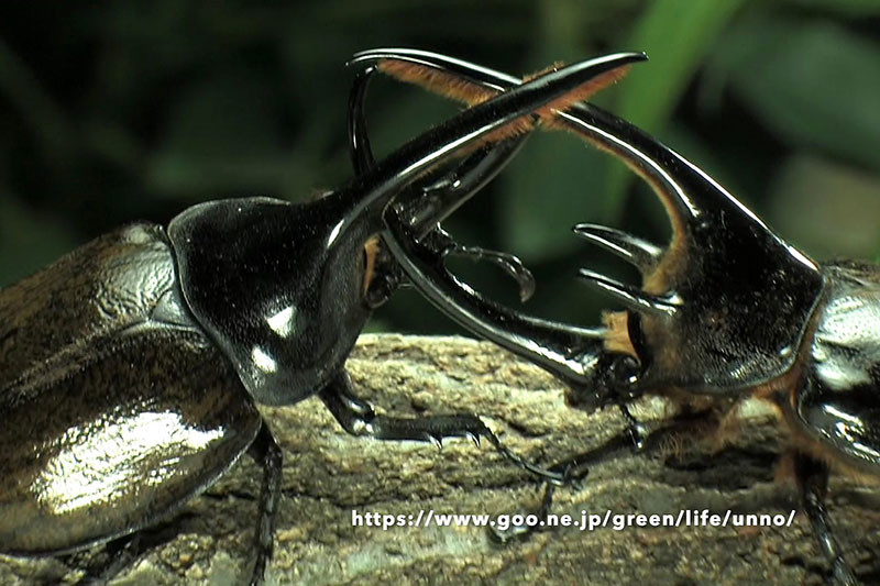 ネプチューンオオカブト VS ヘラクレスオオカブト