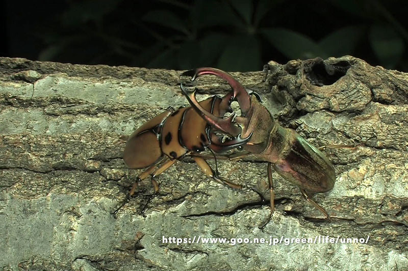 クプリオニテンスホソアカクワガタvsメンガタクワガタ