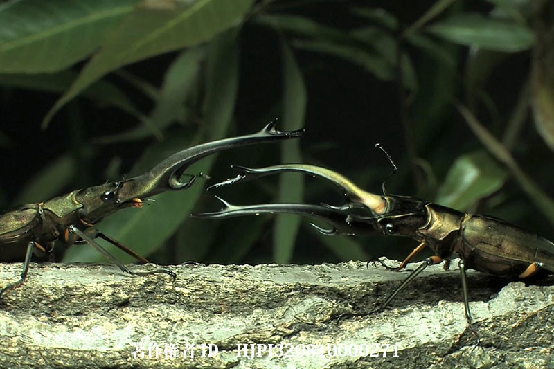 エラフスホソアカクワガタの闘い